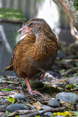 The weka (Gallirallus australis) is a flightless bird species of the rail family. It is endemic to New Zealand.
They are sturdy brown birds, about the size of a chicken.