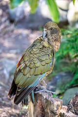 a kea (Nestor notabilis) stands alone.
It is a species of large parrot in the family Nestoridae found in the forested and alpine regions of the South Island of New Zealand. 