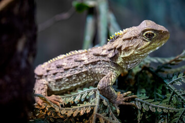 Tuatara (Sphenodon punctatus) are reptiles endemic to New Zealand. Despite their close resemblance to lizards, they are part of a distinct lineage, the order Rhynchocephalia