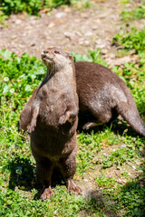 The small clawed otter (Amblonyx cinereus) stands on feet.
A semiaquatic mammal native to inhabits mangrove swamps and freshwater wetlands in South and Southeast Asia, the smallest otter species.