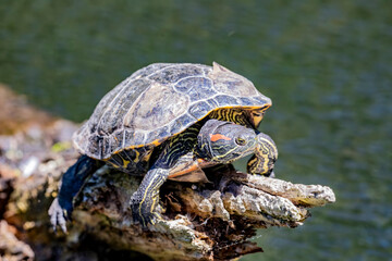 The red-eared slider (Trachemys scripta elegans) bask in the sun. It is the most popular pet turtle of the world, which is included in the list of the world's 100 most invasive species.