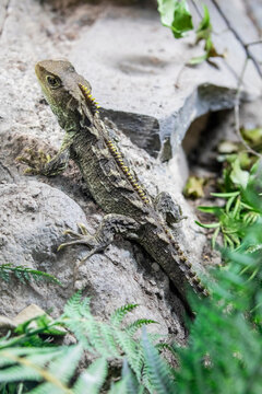 Tuatara (Sphenodon punctatus) are reptiles endemic to New Zealand. Despite their close resemblance to lizards, they are part of a distinct lineage, the order Rhynchocephalia