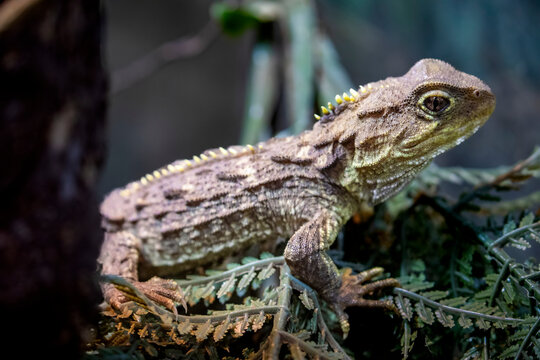 Tuatara (Sphenodon punctatus) are reptiles endemic to New Zealand. Despite their close resemblance to lizards, they are part of a distinct lineage, the order Rhynchocephalia
