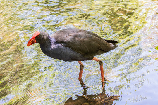 The Australasian swamphen (Porphyrio melanotus) is a species of swamphen occurring in eastern Indonesia Papua New Guinea, Australia and New Zealand. 
