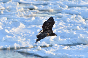 Bird watching with floating ices in winter