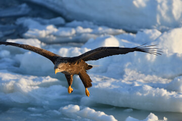Bird watching with floating ices in winter