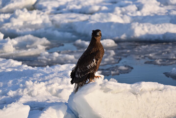 Bird watching with floating ices in winter