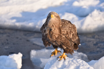 Bird watching with floating ices in winter