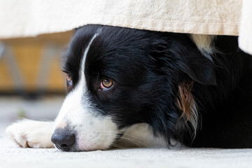 Portrait of a beautiful Border Collie male pup lying on the concrete floor, under the table.