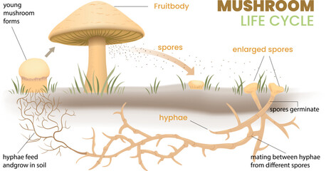 illustration of mushroom life cycle infographic - obrazy, fototapety, plakaty