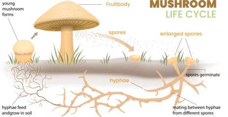 Foto op Canvas illustration of mushroom life cycle infographic © zombiu26