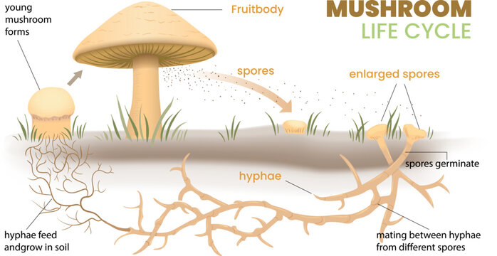 illustration of mushroom life cycle infographic