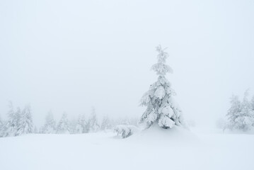 Spruce in snow - obrazy, fototapety, plakaty