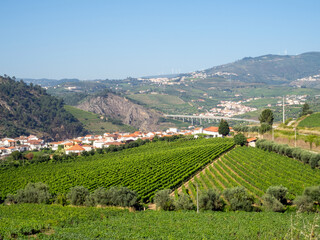 Vineyards in the Viseu district area. Portugal. - obrazy, fototapety, plakaty
