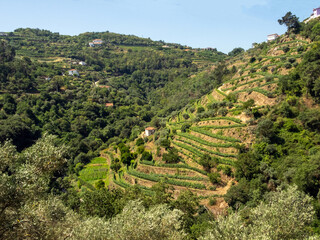 Fototapeta na wymiar Vineyards on a terraced fields outside the town of Lamego. Portugal.