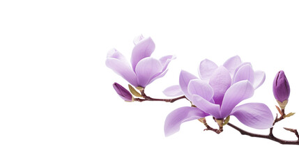 Purple magnolia flower, isolated on transparent and white background.PNG image.