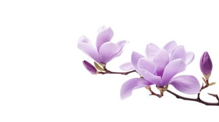Fotobehang Purple magnolia flower, isolated on transparent and white background.PNG image. © CStock