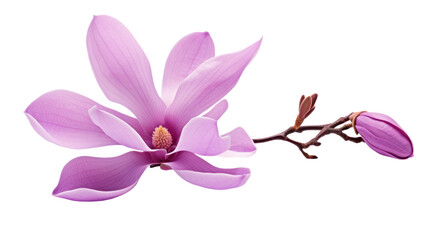 Purple magnolia flower, isolated on transparent and white background.PNG image.