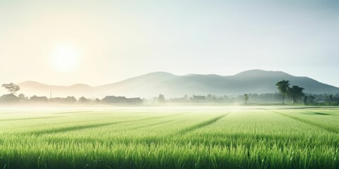 View of a Morning Rice Field in Full Growth