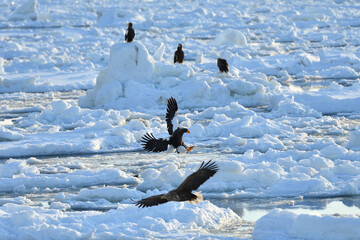 Bird watching with floating ices in winter