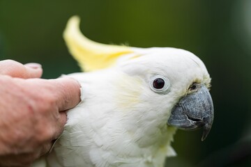 White cockatoo and corella perched in a gum tree in outback Australia. Native Australian birds in a tree in a national park in australia