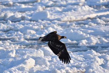 Bird watching with floating ices in winter