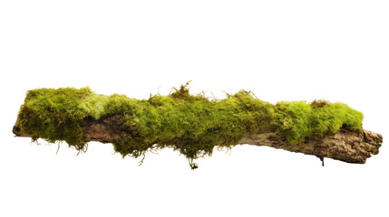 Fresh green moss on rotten branch isolated on white, 