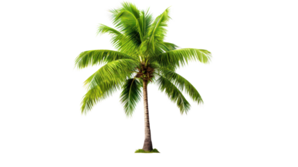 Coconut palm tree isolated on white background.