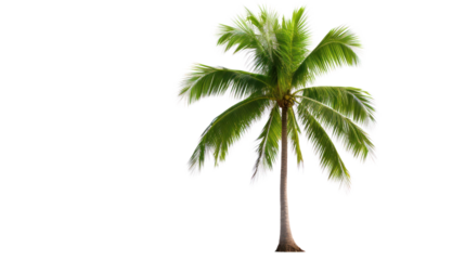 Coconut palm tree isolated on white background.
