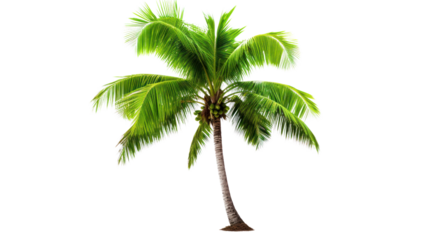 Coconut palm tree isolated on white background.