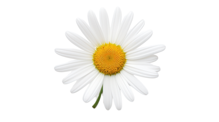Beautiful white Daisy (Marguerite) isolated on white background,