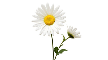 Beautiful white Daisy (Marguerite) isolated on white background,