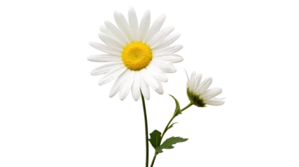 Stof per meter Beautiful white Daisy (Marguerite) isolated on white background, © CStock