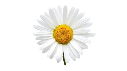 Beautiful white Daisy (Marguerite) isolated on white background, - obrazy, fototapety, plakaty
