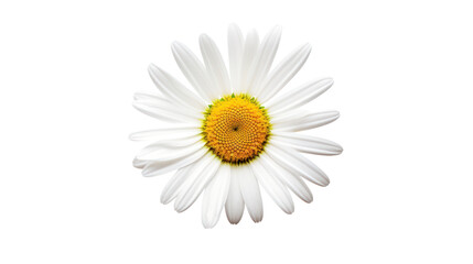 Beautiful white Daisy (Marguerite) isolated on white background, - obrazy, fototapety, plakaty