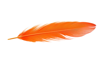 Beautiful orange bird feather isolated on white 