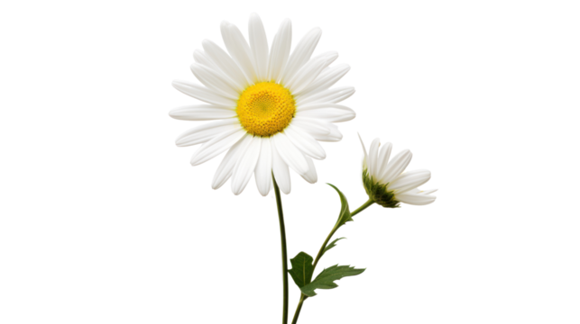 Beautiful white Daisy (Marguerite) isolated on white background,