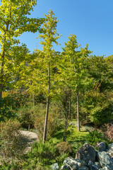 Ginkgo tree (Ginkgo biloba) or gingko in Japanese garden. Public landscape park of Krasnodar or Galitsky Park, Russia.