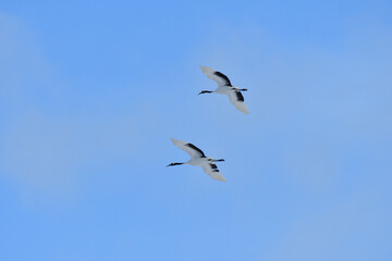 Bird watching, red-crowned crane, in
 winter