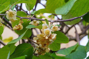 Close-up of blooming Kiwi (Actinidia chinensis or deliciosa).Flowers of kiwifruit or Chinese Gooseberry. Beautiful blossom on branches with leaves in Sochi park