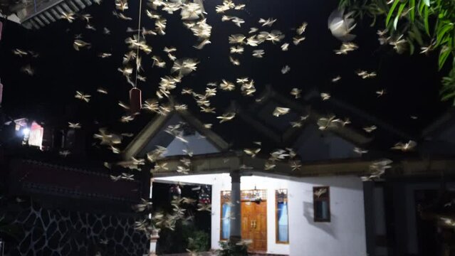 Flying termite colonies seek light for mating rituals. Termite life cycle in 4k video.