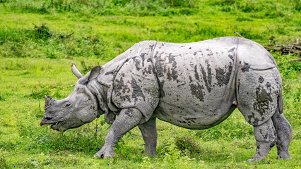 Obraz premium Rhino in the field of Kaziranga national Park.