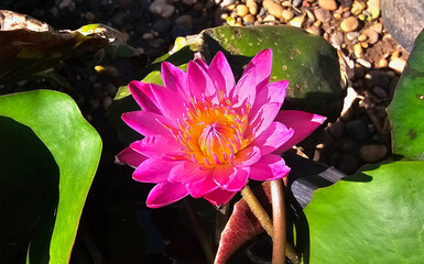 Closeup Purple lotus flower, water lily