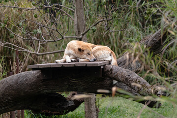 Dingo resting on a wooden platform