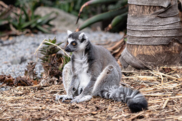 Ring Tailed Lemur Roaming wild