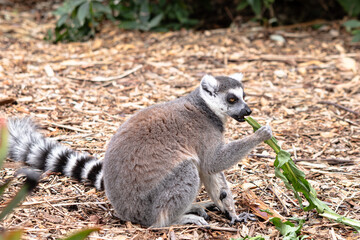 Naklejka na ściany i meble Ring Tailed Lemur Roaming wild