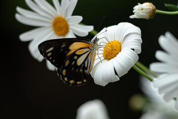 Caper White Butterfly on a flower