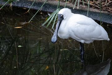 Royal Spoonbill in a pond