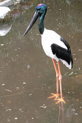 An Australian Jabiru, or Black Necked Stork
