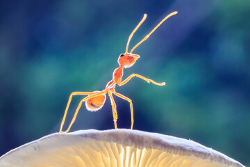 Ants or Oecoephylla smaradgina